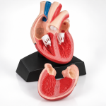 Human Heart Model, ABS
