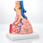 Pulmonary Alveoli Model