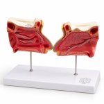 Human Nose and Olfactory Organ Model