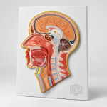 Human Head and Neck Model
