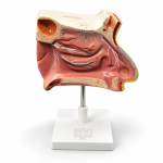 Nose Model, on Stand