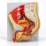 Human Pelvis, Male
