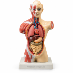 Human Torso Model, Mini