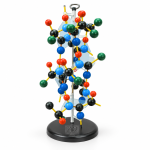 Protein Structure Model