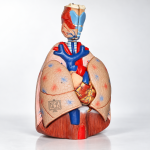 Human Thoracic Organs Model