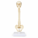 Human Vertebral Column Model with Skull