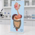 Human Digestive System Model