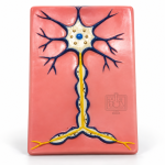 Nerve Cell Model