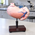 Human Stomach, on Stand