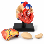 Human Heart, 4 Parts