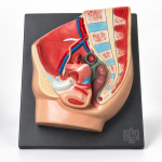 Human Pelvis, 2 Parts, Female