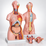 Human Torso with Interchangable Sex Organs