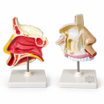 Anatomical Human Nasal Cavity Model