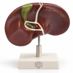 Human Liver with Gall Bladder