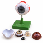 Human Eye Model, Enlarged 3 Times