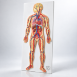 Human Circulatory System, Superior