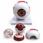 Human Eye Model, Enlarged 5 Times