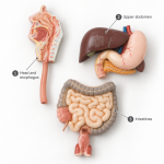 Human Digestive System Model, 3 Parts