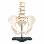 Human Pelvis Structural Model with 5 pcs Lumbar Vertebraes