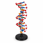 DNA Structure Model