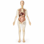 Visible Expectant Mother Anatomy Kit