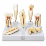 Human Tooth Set