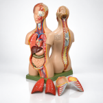 Human Torso with Muscles and Open Back