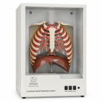 Functional Human Respiratory System