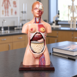 Human Torso, Unisex, 12 Parts