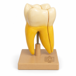 Human Teeth Model, Lower Molar with One Root