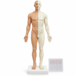 Acupuncture Model