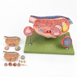 Ovary Model