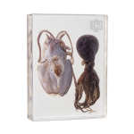 Zoology Specimens