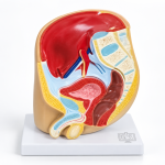 Human Male Half Pelvis