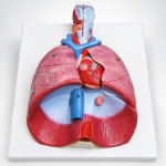 Human Lungs with Heart