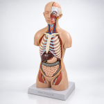 Human Torso, 14 Parts, Sexless