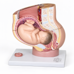 Human Female Pelvis (4 Parts)