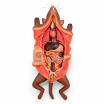 Model, Rat Dissection