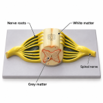 Human Spinal Cord Model