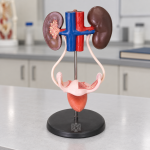 Human Female Urogenital