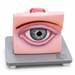 Human Eye Model with Eyelids