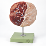 Human Placenta Model
