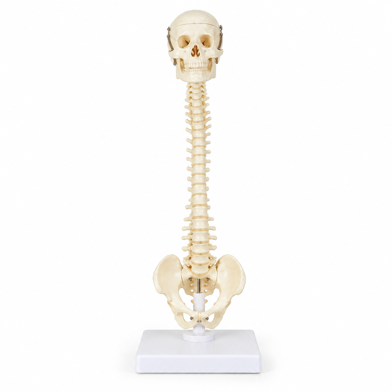 Human Vertebral Column Model with Skull