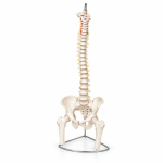Human Vertebral Model with Pelvis &amp; Femur Heads