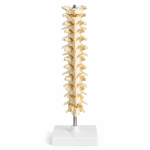 Human Thoracic Spinal Column Model